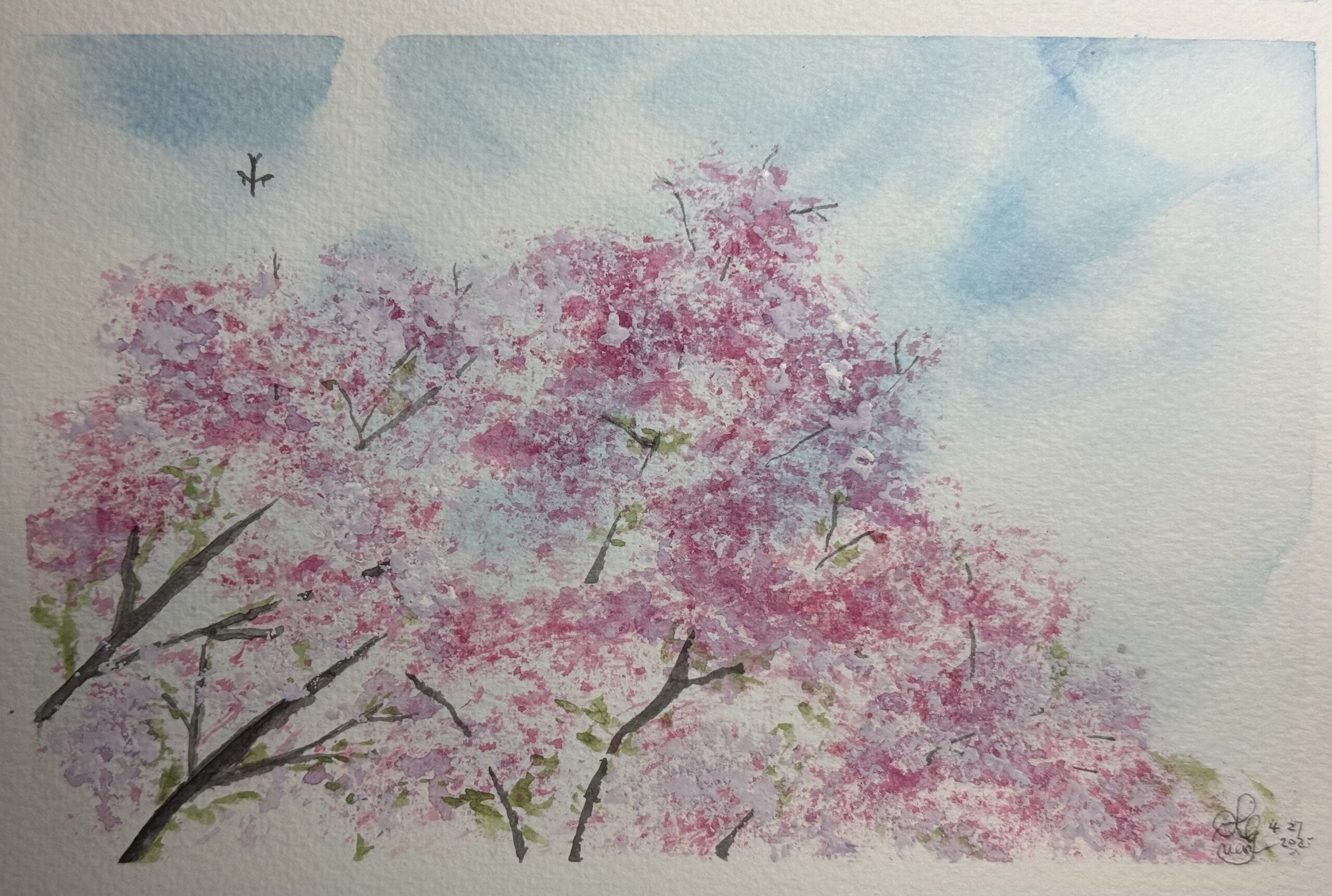 Cherry Blossom under Sky